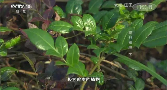 湘西土家莓茶的传说和由来简介,土家神茶茅岩莓湖南张家界