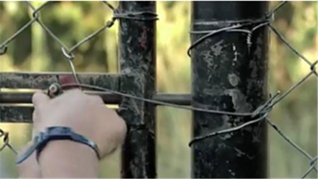 蜜獾平头哥日记,平头哥蜜獾越狱动画