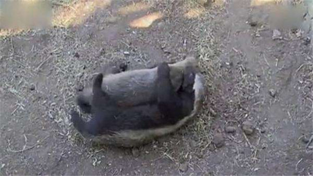 蜜獾平头哥日记,平头哥蜜獾越狱动画