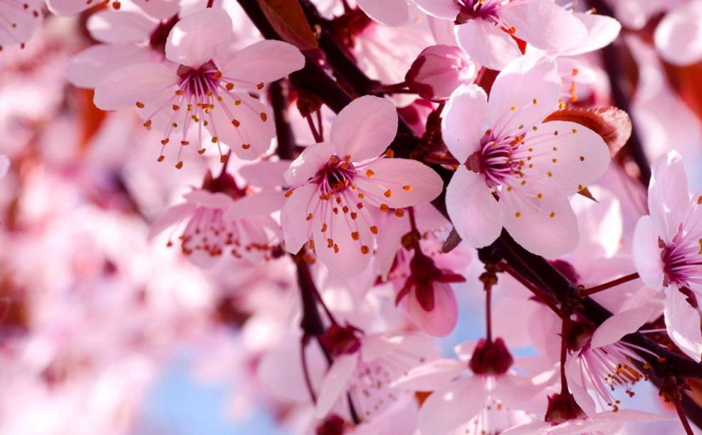 如何给日本留学生汇款,日本留学汇款怎样最划算