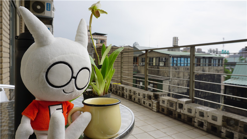 翻翻动漫携手台湾漫画家共创台湾“常盘庄”