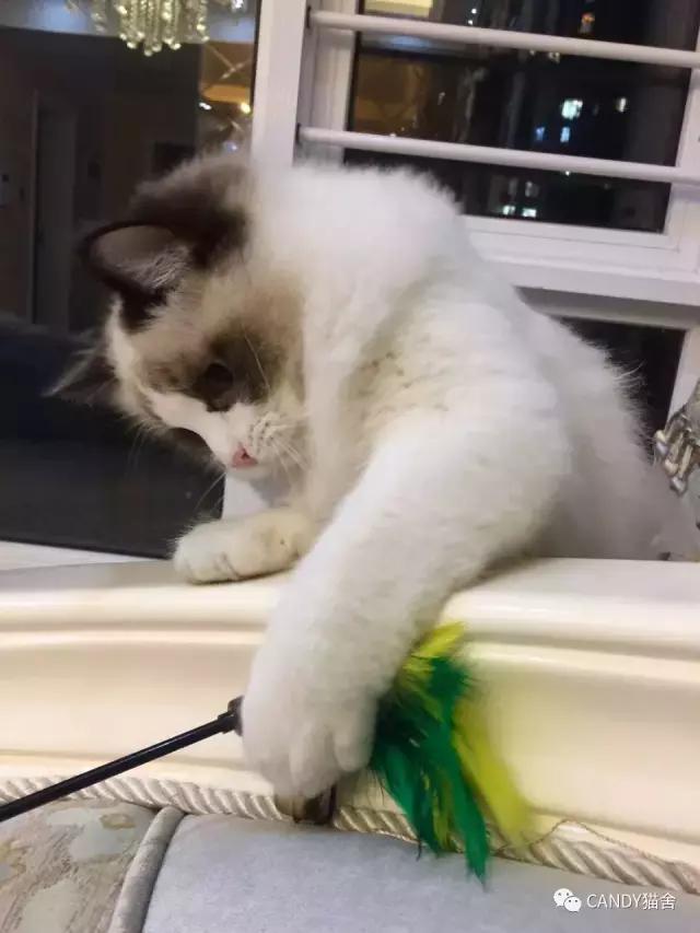 布偶幼猫毛打结了怎么办,布偶幼猫毛灰