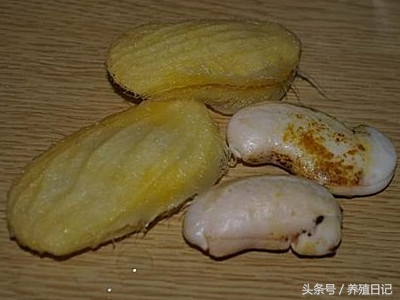 芒果种子切烂了一点还可以种吗,芒果籽该丢吗