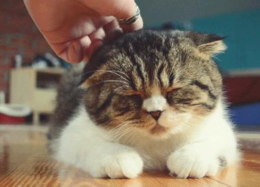 猫癣传染给人怎么治疗好得快,猫癣传染人好治吗