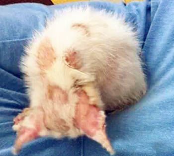 猫癣传染给人怎么治疗好得快,猫癣传染人好治吗