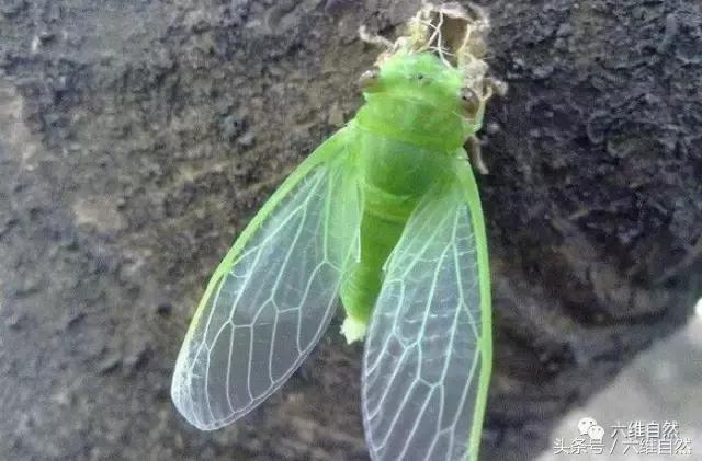 不同品种的蝉叫声有什么不同,知了与蝉的种类和叫声区别