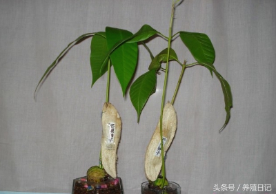 芒果种子切烂了一点还可以种吗,芒果籽该丢吗