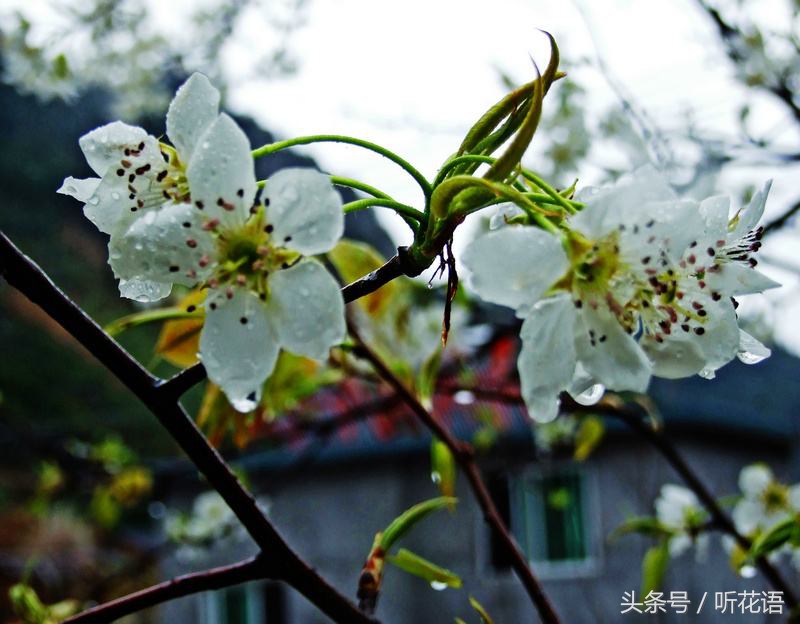 春天除了赏花还有什么景点,油菜花樱花去哪看