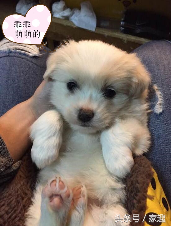 怎么辨别狗狗是真的萨摩耶,怎么判断萨摩耶狗狗纯不纯