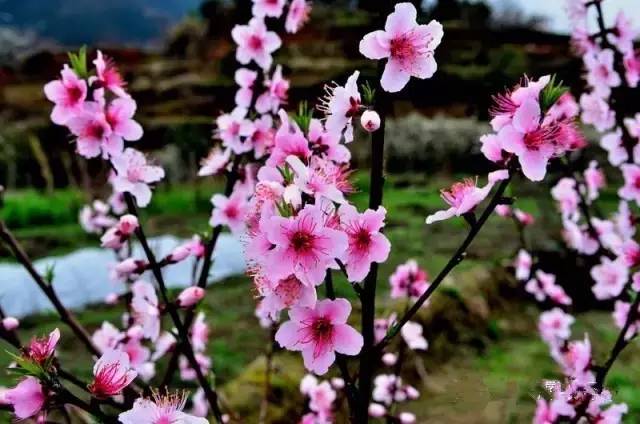 九峰山摄影图片,九峰花海摄影