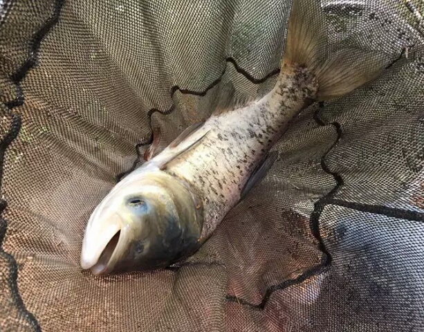 中西钓线和瓦里瓦斯钓线哪个好,十大良心钓线推荐