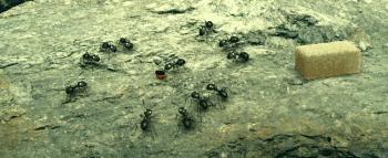 昆虫的微观小世界,微观世界每只昆虫都有它的故事