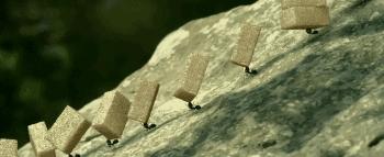 昆虫的微观小世界,微观世界每只昆虫都有它的故事