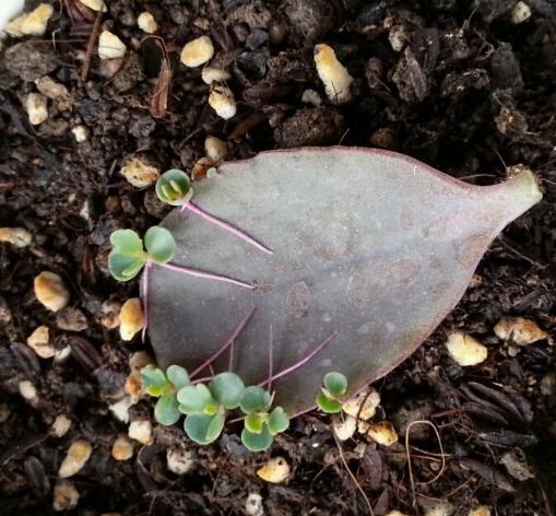 赶快自测,种养多肉植物玉吊钟你是新手还是老司机?