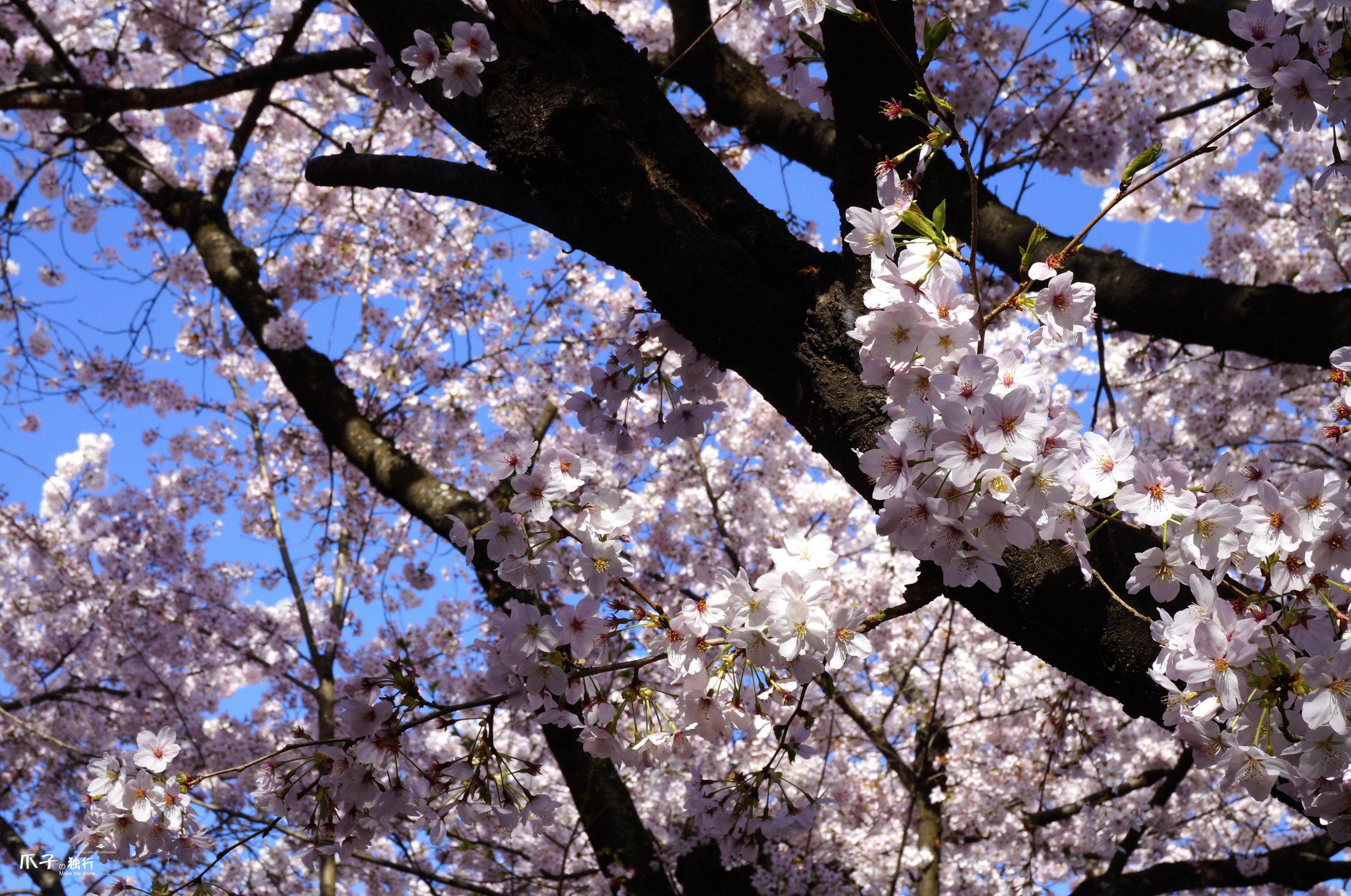 2019京都赏樱,京都樱地之花开时间