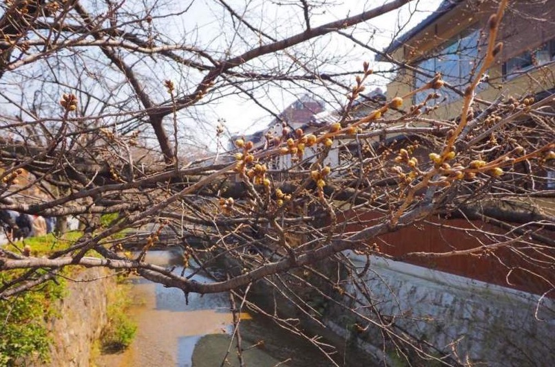 2019京都赏樱,京都樱地之花开时间