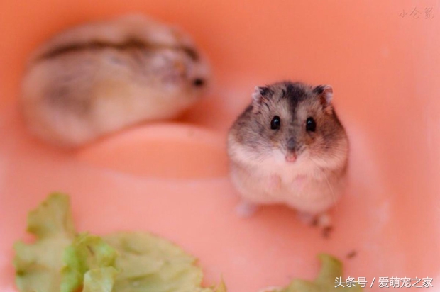 怎么判断自己养的仓鼠是什么品种,仓鼠类中哪只仓鼠最好养