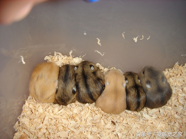 怎么判断自己养的仓鼠是什么品种,仓鼠类中哪只仓鼠最好养