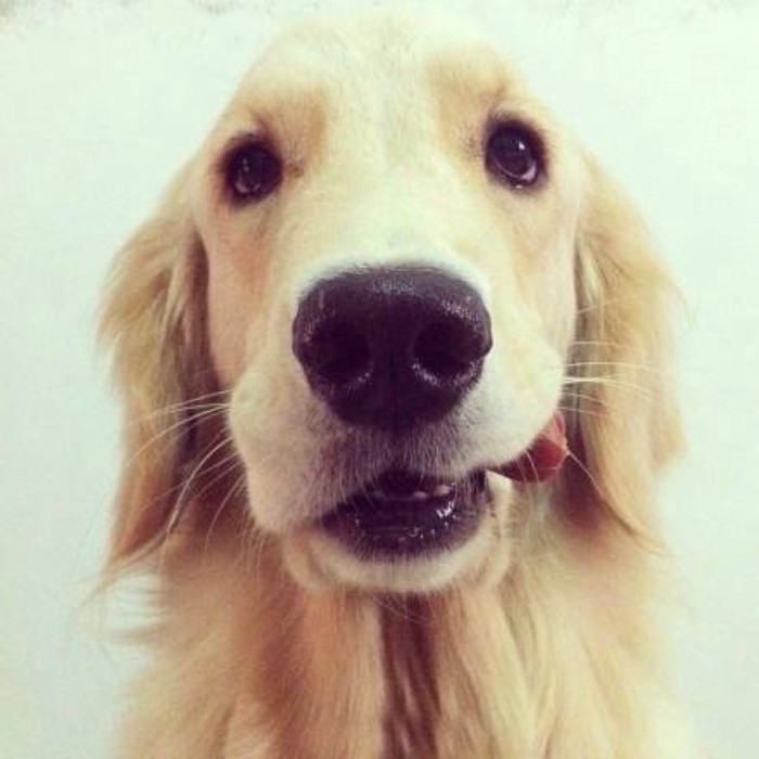 汪星人可以喂狗吗,汪星人怎么养狗