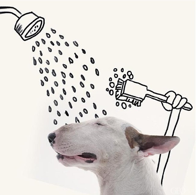 汪星人可以喂狗吗,汪星人怎么养狗