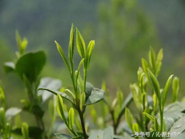 九华佛茶是九华山的特产吗,九华山佛茶是什么茶种