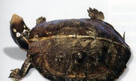 世界已经灭绝的十大名龟视频,中国十大灭绝乌龟排名