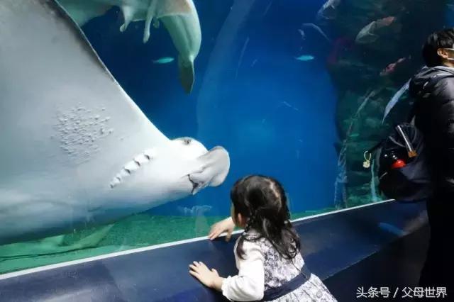 一个从来没用过童车的爸爸抱着孩子去日本水族馆吓人了！
