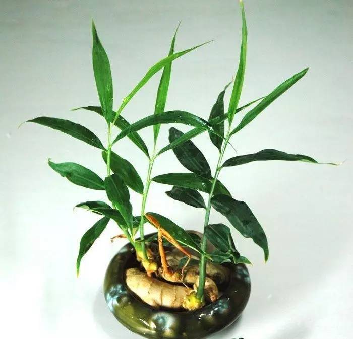 新手小白适合养殖小型盆栽的植物,各种盆栽植物的种植方法