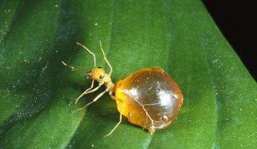 大型蚁类虫子带翅膀,全异巨首蚁各种种类蚂蚁体型