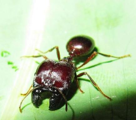 大型蚁类虫子带翅膀,全异巨首蚁各种种类蚂蚁体型