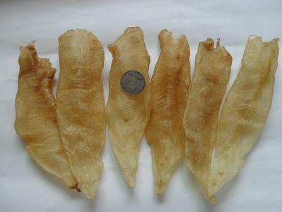 是不是所有的鱼都可以做成鱼汤,加工鱼鳔