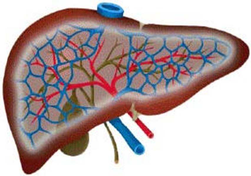 健康系列——病毒性肝炎（甲肝、乙肝）传染途径和注意事项
