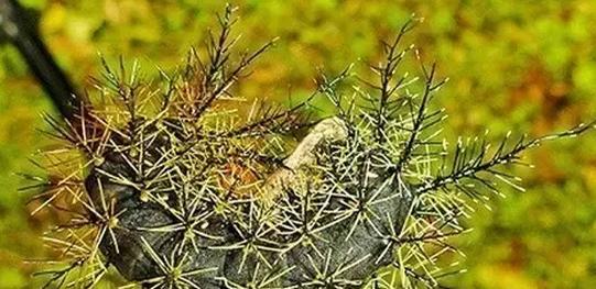 这些东西比鬼还可怕，而且任何人都有可能遇到！