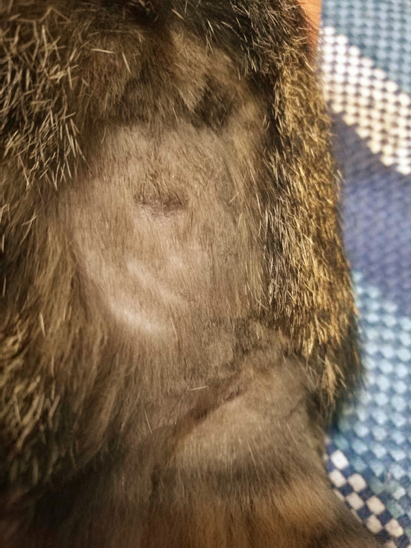 猫癣传染给人怎么治疗好得快,猫癣传染人好治吗