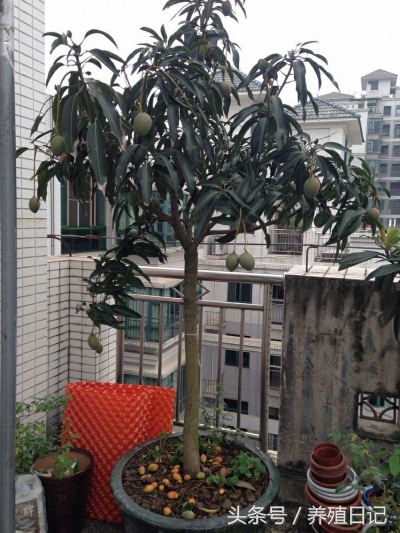 芒果种子切烂了一点还可以种吗,芒果籽该丢吗