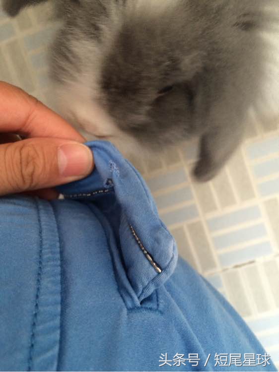 母兔子会咬数据线么,兔子喜欢咬主人是怎么回事