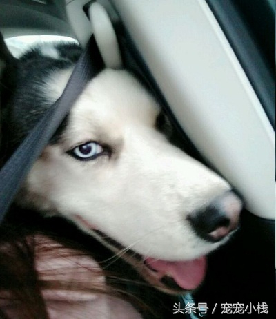 三个月哈士奇自制狗粮,怎么给哈士奇做狗粮