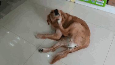 狗狗耳朵上有螨虫图,狗狗螨虫去除全过程