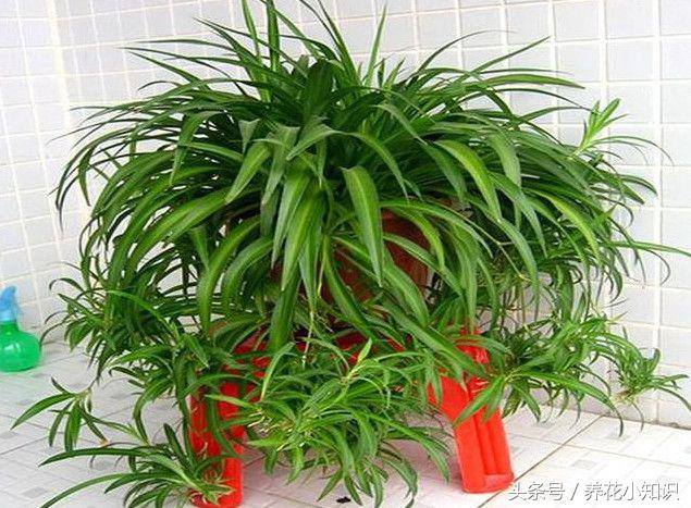 负离子空气净化器可以去除甲醛吗,绿植除甲醛神器空气净化器