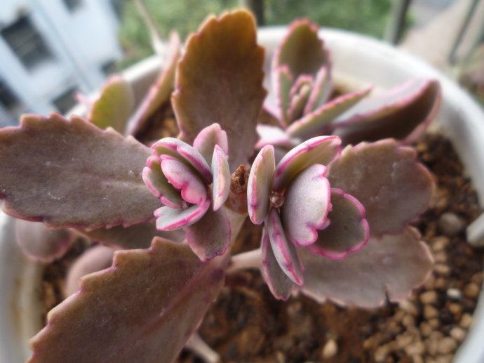 赶快自测,种养多肉植物玉吊钟你是新手还是老司机?