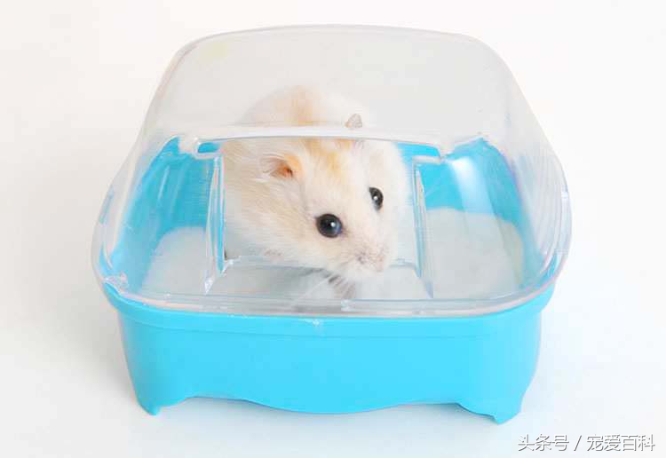 养仓鼠的十大禁忌仓鼠吃什么肉,不会养仓鼠的新手怎么养仓鼠