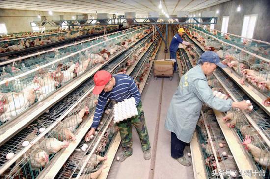 养殖户不可不知的养鸡方法,养殖业千万不要盲目跟风