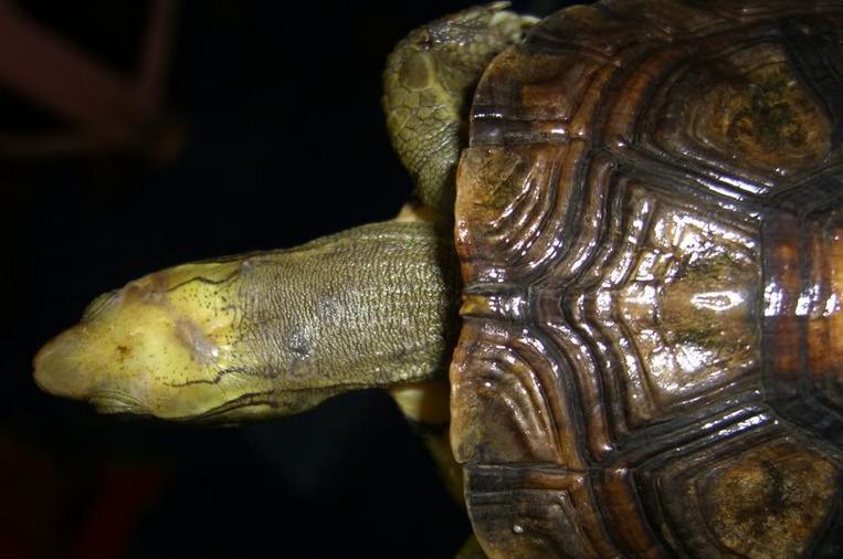 世界已经灭绝的十大名龟视频,中国十大灭绝乌龟排名