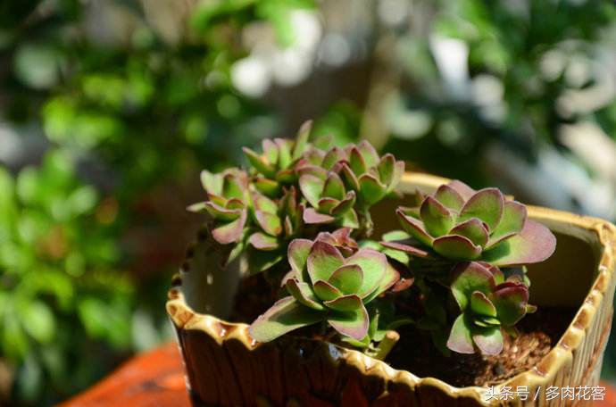 多肉天狗之舞养护方法,多肉植物之舞