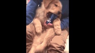 金毛犬哪个品种比较好养,金毛来了只不速之客