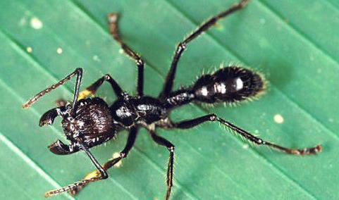 大型蚁类虫子带翅膀,全异巨首蚁各种种类蚂蚁体型