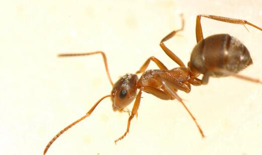 大型蚁类虫子带翅膀,全异巨首蚁各种种类蚂蚁体型