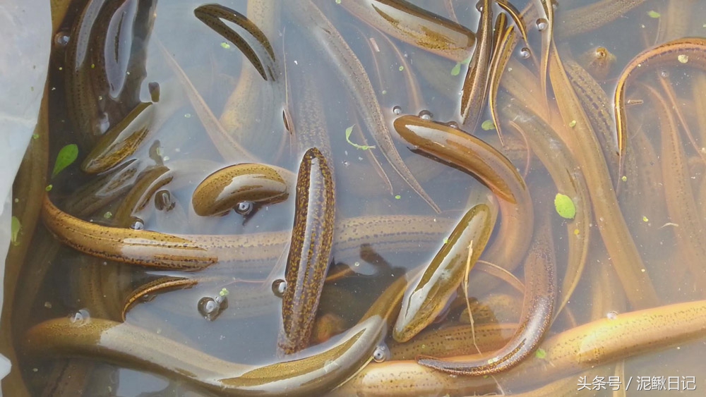 网箱养殖泥鳅和黄鳝的区别,养殖网箱黄鳝泥鳅