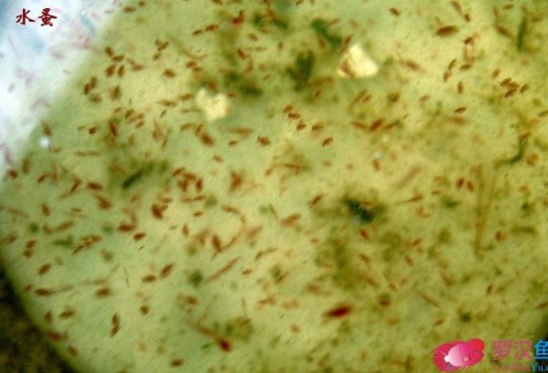 罗汉鱼选鱼技巧,金花罗汉用什么饵料好