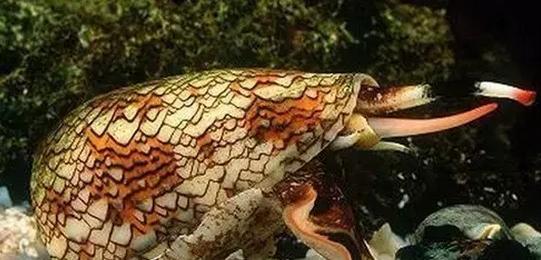 这些东西比鬼还可怕，而且任何人都有可能遇到！